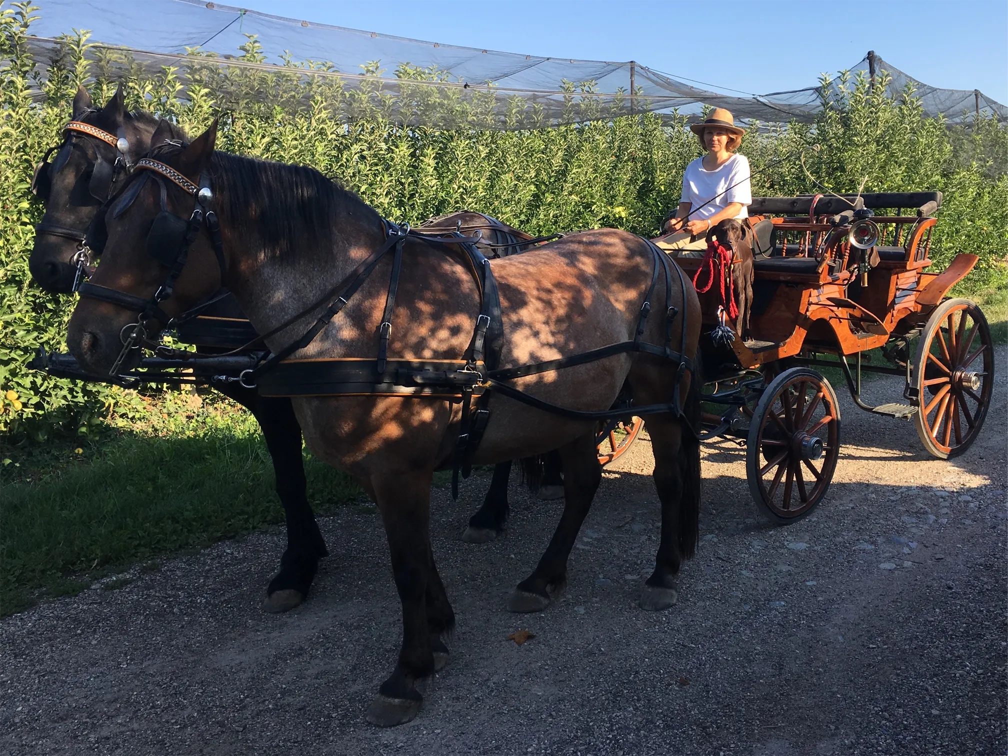 Voitures d'Antan Calèches Jagwagen 12