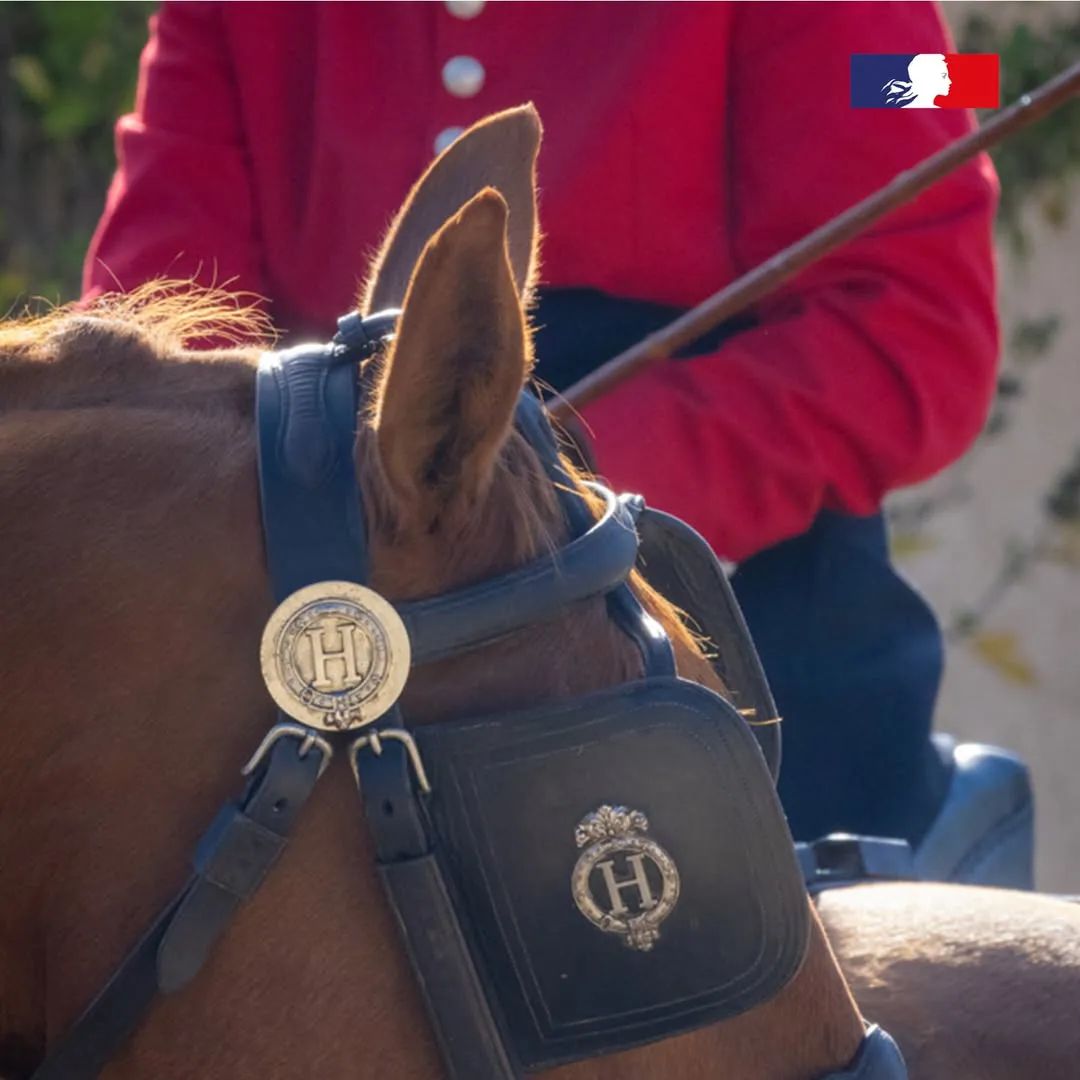 Voitures d'Antan Référence Haras Nationaux IFCE 14