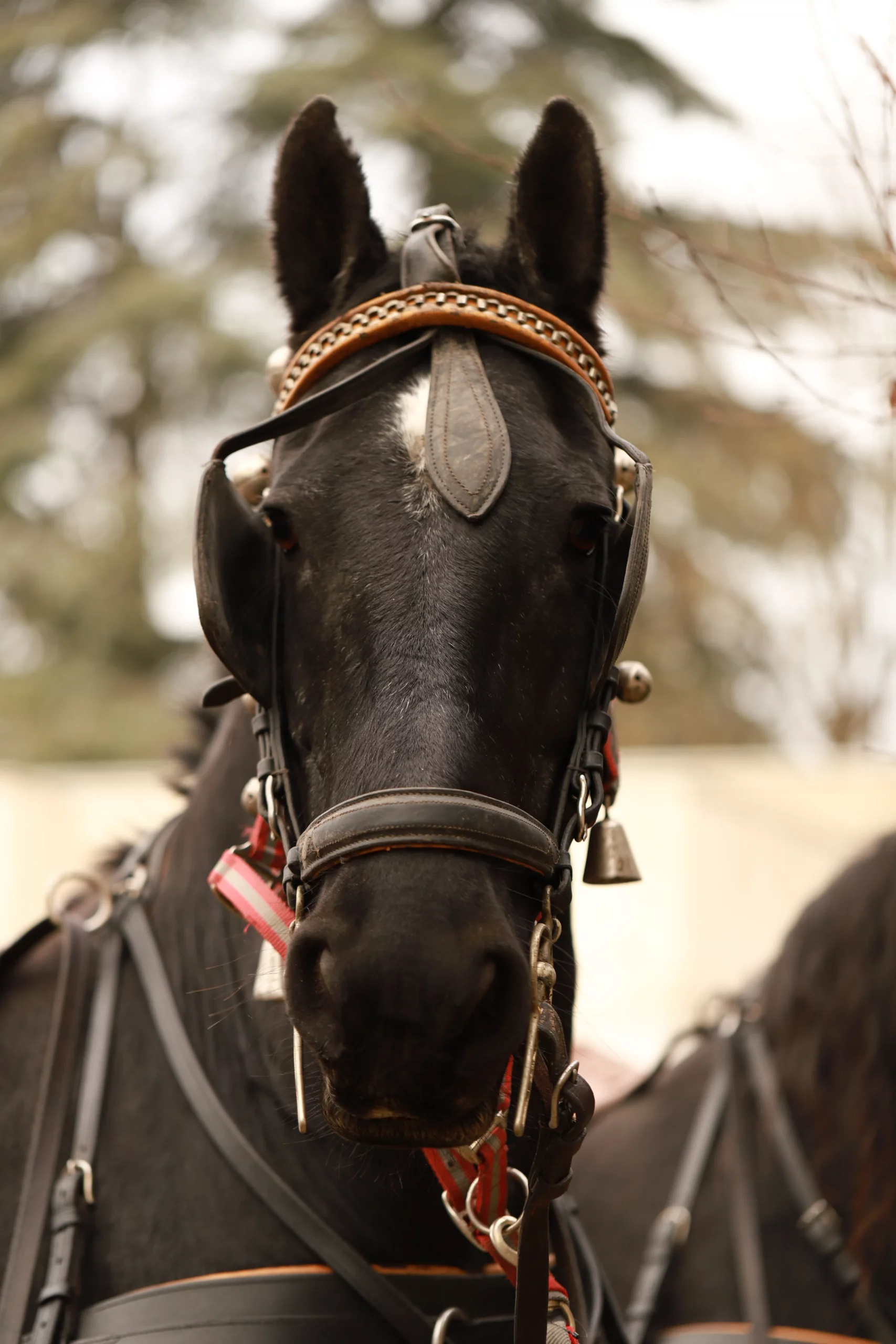 Voitures d'Antan - Frisonne - Brune 1.4